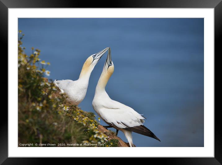A pair of courting Northern Gannets Framed Mounted Print by claire chown