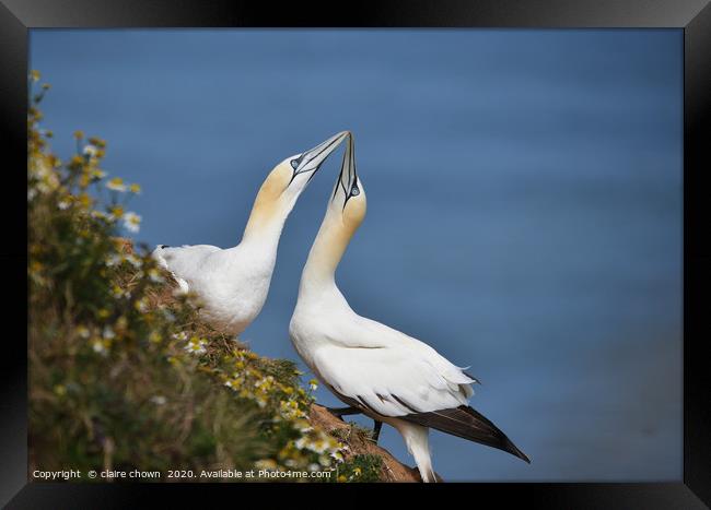 A pair of courting Northern Gannets Framed Print by claire chown