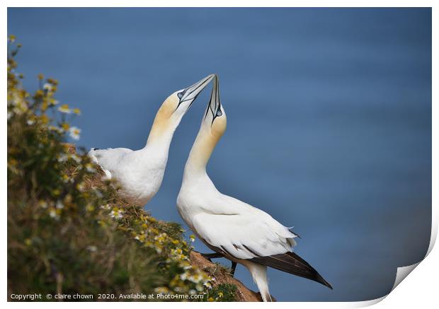 A pair of courting Northern Gannets Print by claire chown