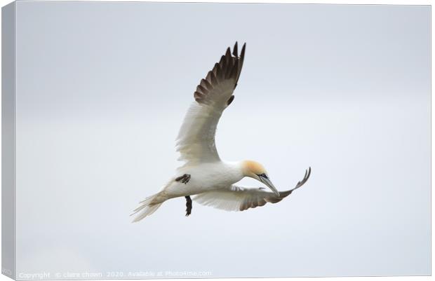 Northern Gannet hovering Canvas Print by claire chown