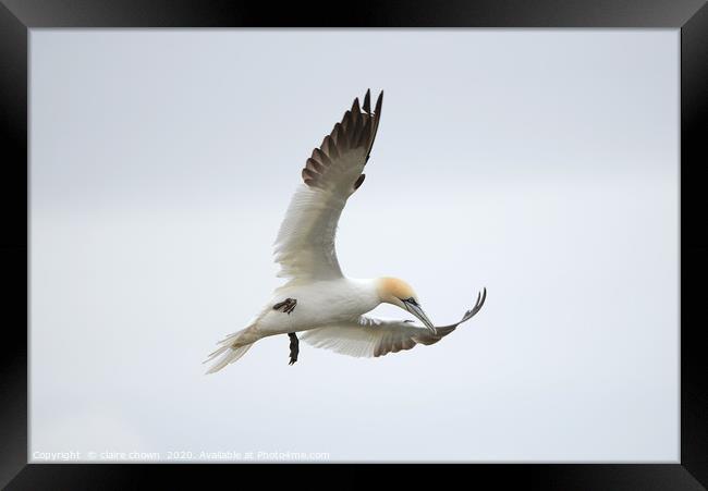Northern Gannet hovering Framed Print by claire chown