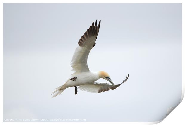 Northern Gannet hovering Print by claire chown