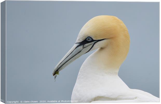 Portrait of a Northern Gannet Canvas Print by claire chown