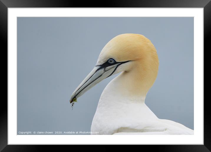 Portrait of a Northern Gannet Framed Mounted Print by claire chown