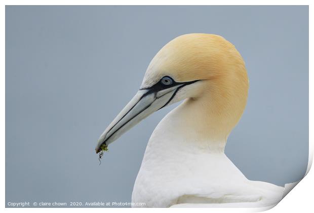 Portrait of a Northern Gannet Print by claire chown