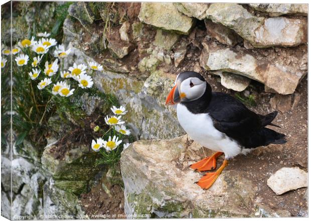 Puffin on cliff side with daisies Canvas Print by claire chown