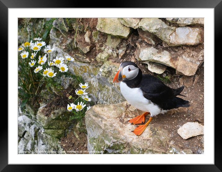 Puffin on cliff side with daisies Framed Mounted Print by claire chown