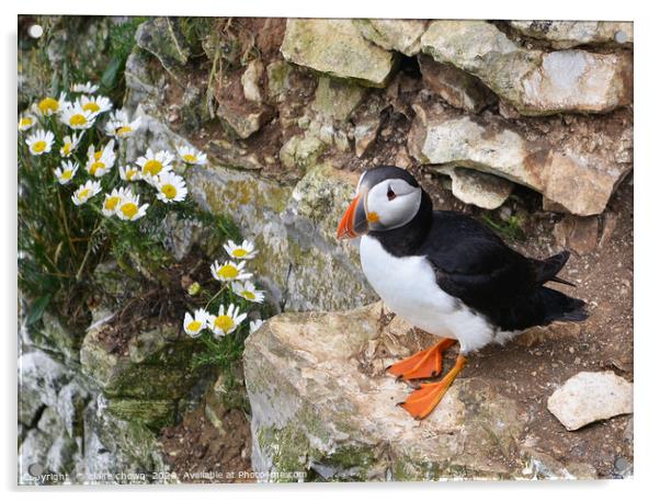 Puffin on cliff side with daisies Acrylic by claire chown