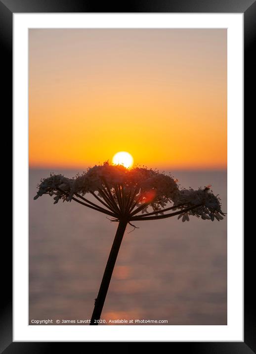 Sunset & Flora Framed Mounted Print by James Lavott
