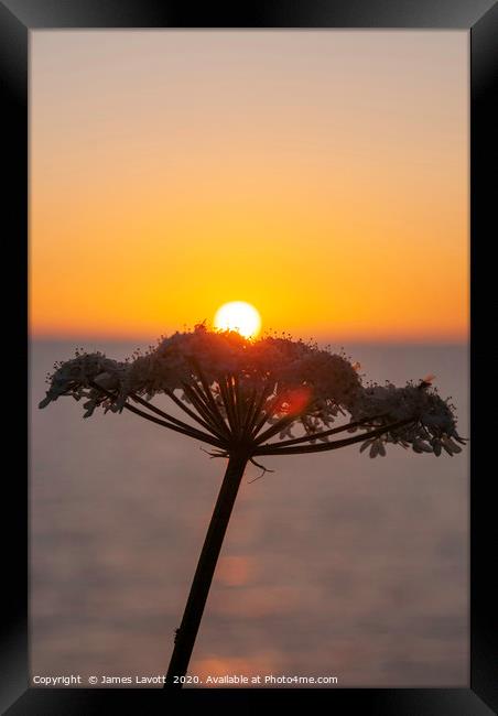 Sunset & Flora Framed Print by James Lavott