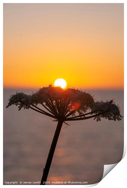 Sunset & Flora Print by James Lavott