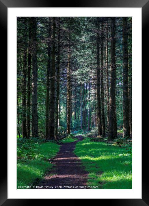 Forest Footpath No.1 Framed Mounted Print by David Tinsley