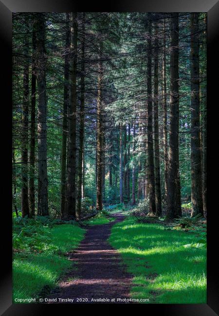 Forest Footpath No.1 Framed Print by David Tinsley