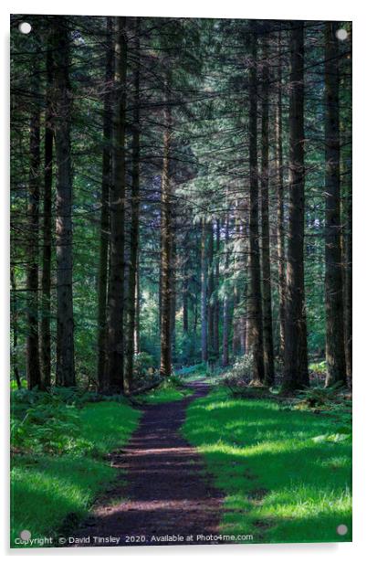 Forest Footpath No.1 Acrylic by David Tinsley