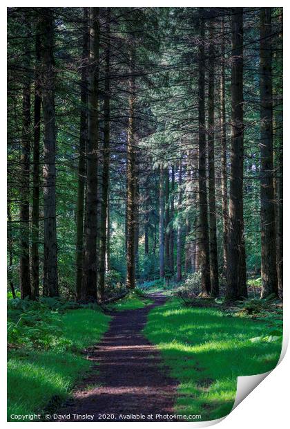 Forest Footpath No.1 Print by David Tinsley
