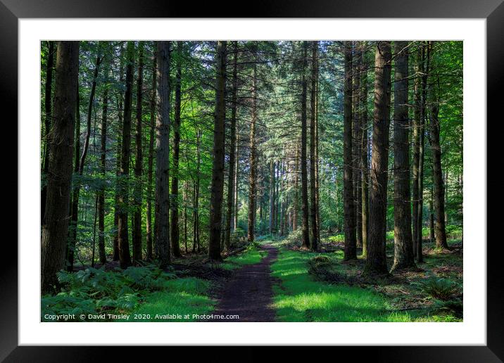 Forest Footpath No.2 Framed Mounted Print by David Tinsley