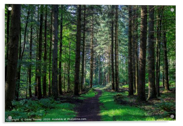 Forest Footpath No.2 Acrylic by David Tinsley