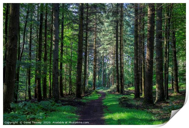 Forest Footpath No.2 Print by David Tinsley