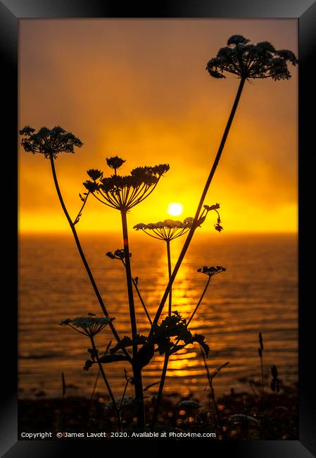 Gyrn Flora & Sunset Framed Print by James Lavott
