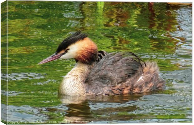 Great Crested Grebe Canvas Print by Jane Metters