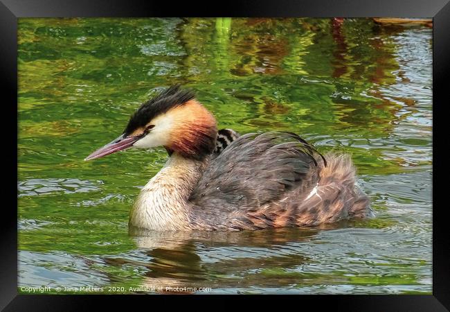 Great Crested Grebe Framed Print by Jane Metters