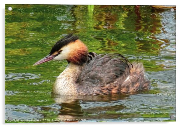 Great Crested Grebe Acrylic by Jane Metters