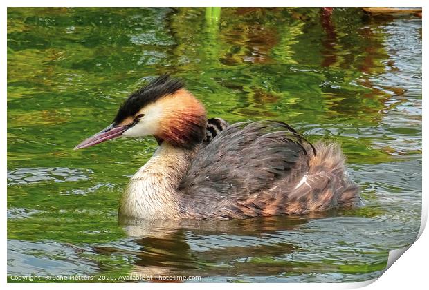 Great Crested Grebe Print by Jane Metters