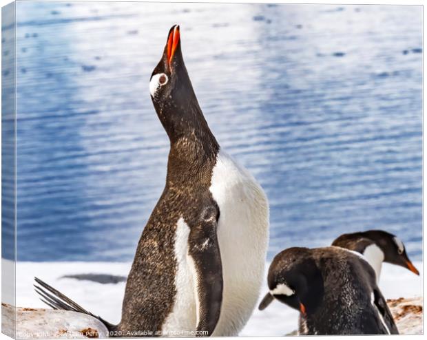 Gentoo Penguin Crying Rookery Damoy Point Antarcti Canvas Print by William Perry