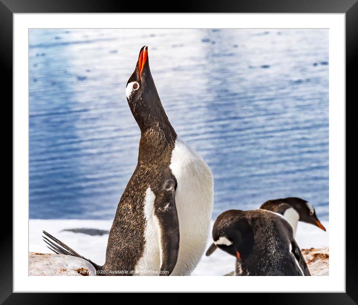 Gentoo Penguin Crying Rookery Damoy Point Antarcti Framed Mounted Print by William Perry