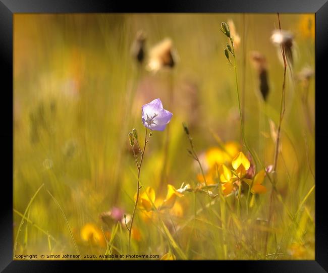 meadow flower Framed Print by Simon Johnson