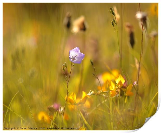 meadow flower Print by Simon Johnson