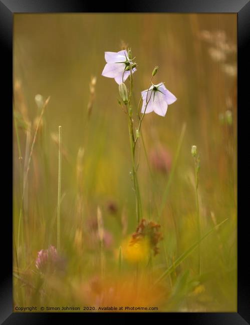 meadow flowers Cotswolds  Framed Print by Simon Johnson