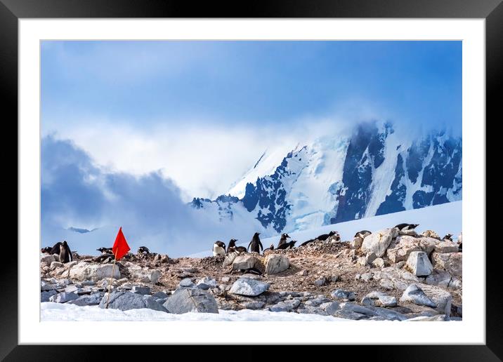 Gentoo Penguins Rookery Damoy Point Antarctica Framed Mounted Print by William Perry
