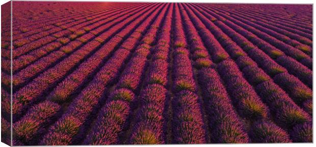 The lavender fields of Valensole Provence in Franc Canvas Print by Erik Lattwein