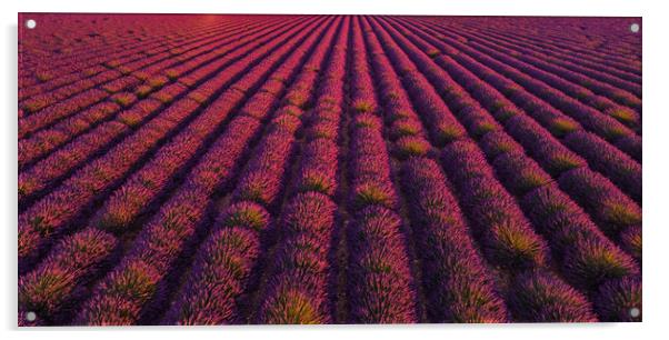 The lavender fields of Valensole Provence in Franc Acrylic by Erik Lattwein