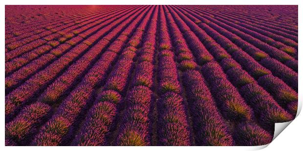 The lavender fields of Valensole Provence in Franc Print by Erik Lattwein