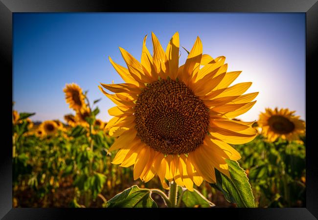 Close up of sunflowers in the Provence France Framed Print by Erik Lattwein