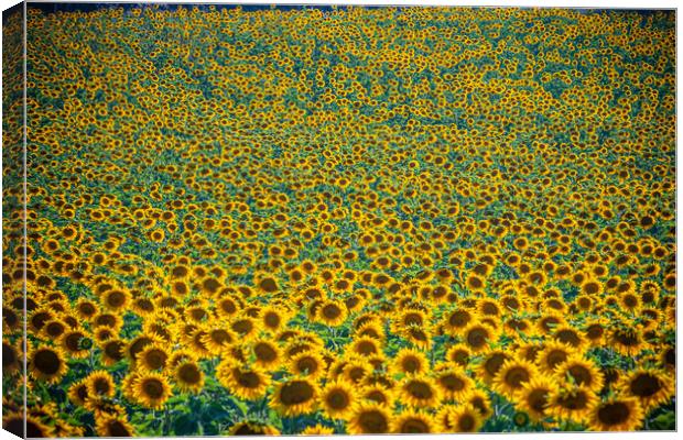 Huge sunflower fields in the Provence France Canvas Print by Erik Lattwein