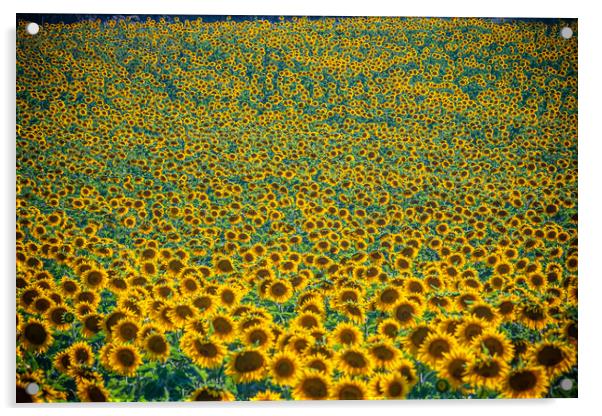 Huge sunflower fields in the Provence France Acrylic by Erik Lattwein