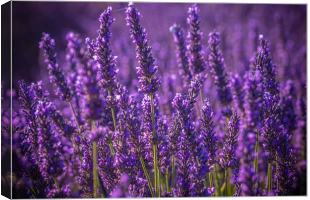 Famous lavender fields in France Provence Canvas Print by Erik Lattwein