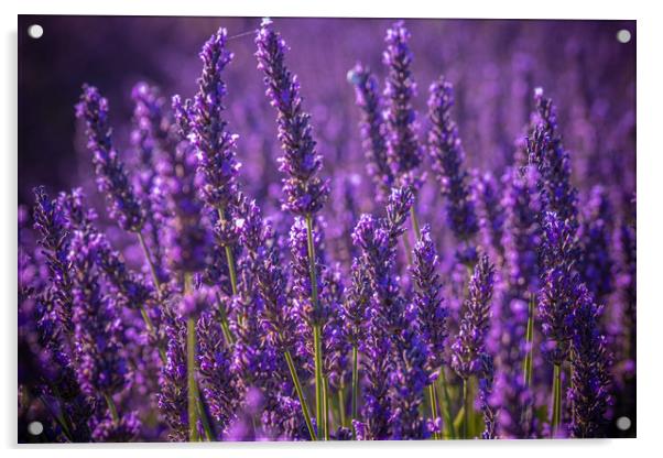 Famous lavender fields in France Provence Acrylic by Erik Lattwein