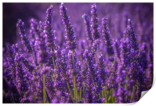 Famous lavender fields in France Provence Print by Erik Lattwein