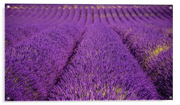 The violet lavender fields of Valensole Provence i Acrylic by Erik Lattwein