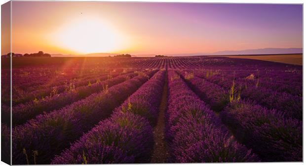 Amazing sunset over the lavender fields of Valenso Canvas Print by Erik Lattwein