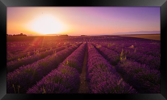 Amazing sunset over the lavender fields of Valenso Framed Print by Erik Lattwein