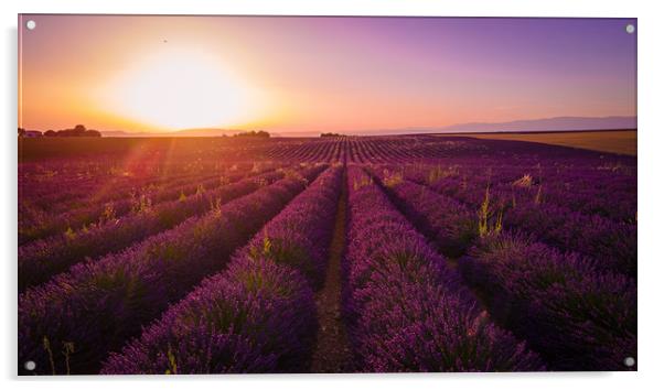 Amazing sunset over the lavender fields of Valenso Acrylic by Erik Lattwein