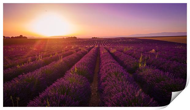 Amazing sunset over the lavender fields of Valenso Print by Erik Lattwein