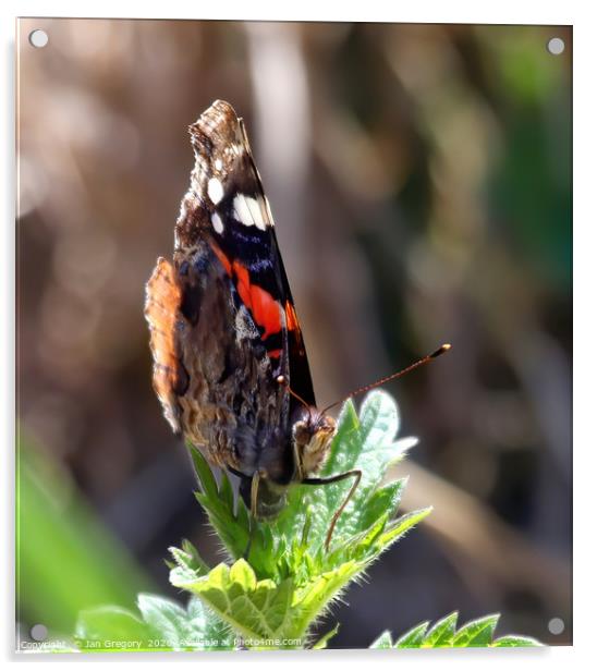 Red Admiral Butterfly Acrylic by Jan Gregory