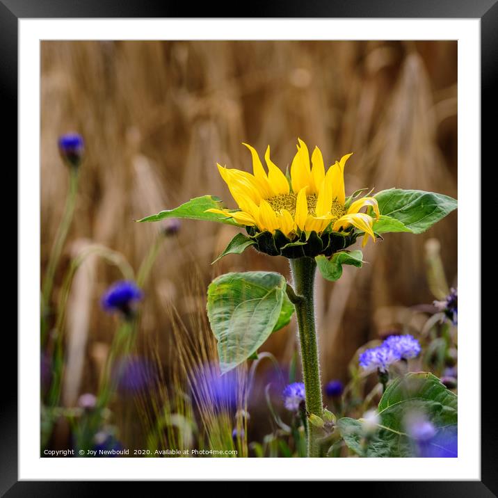 Sunflower amongst Cornflowers Framed Mounted Print by Joy Newbould
