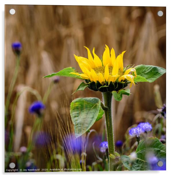 Sunflower amongst Cornflowers Acrylic by Joy Newbould